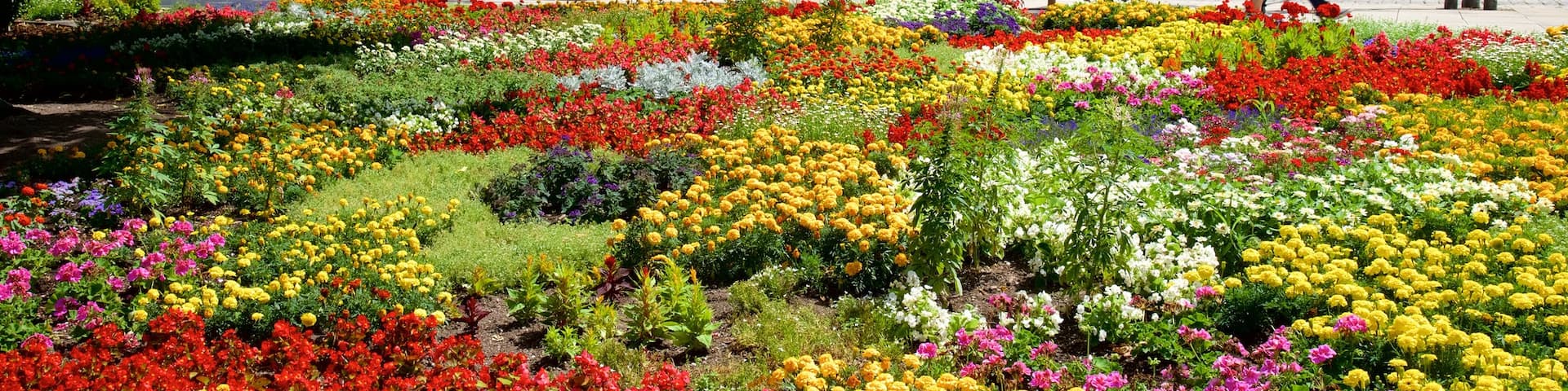 Chemnitz featuring a square or plaza and flowers