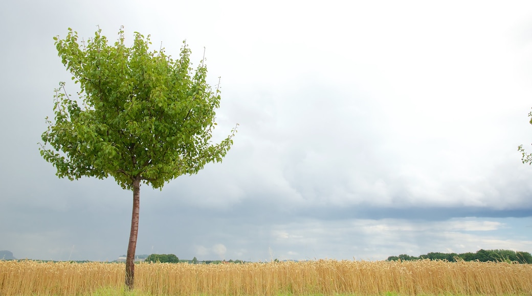 Saxony showing farmland