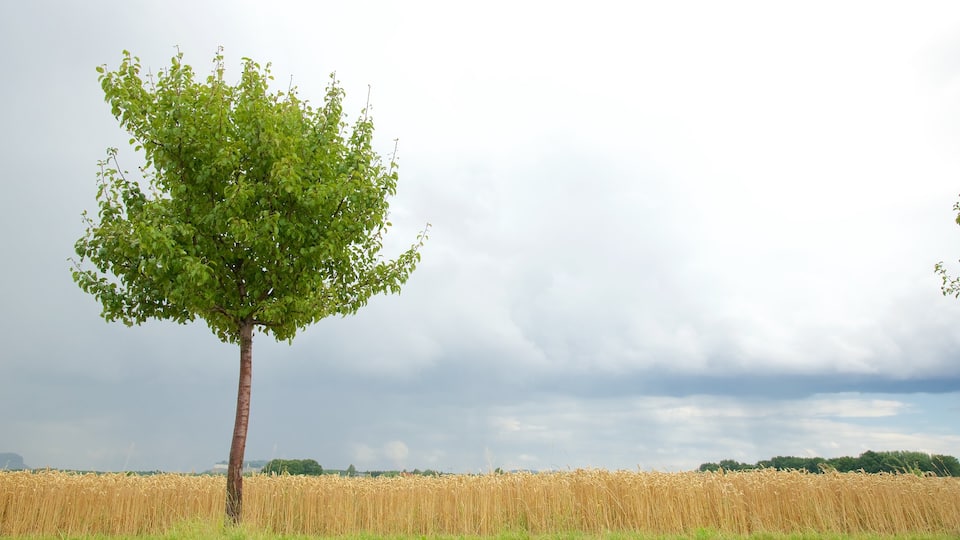 Saksen inclusief akkerland
