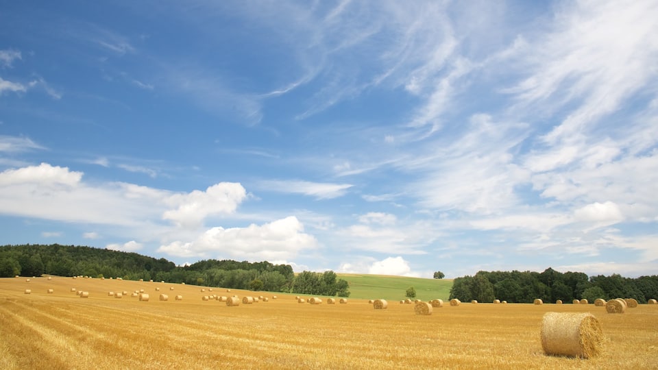 Saksen bevat akkerland