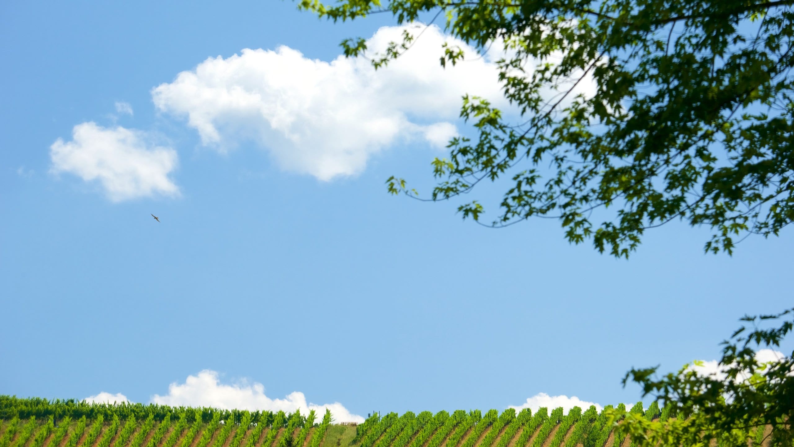 Gengenbach featuring farmland