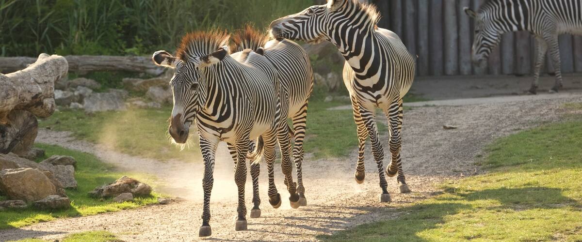 Leipzig Zoo showing land animals