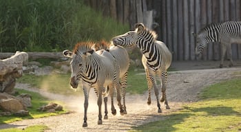 Leipzig Zoo presenterar landdjur