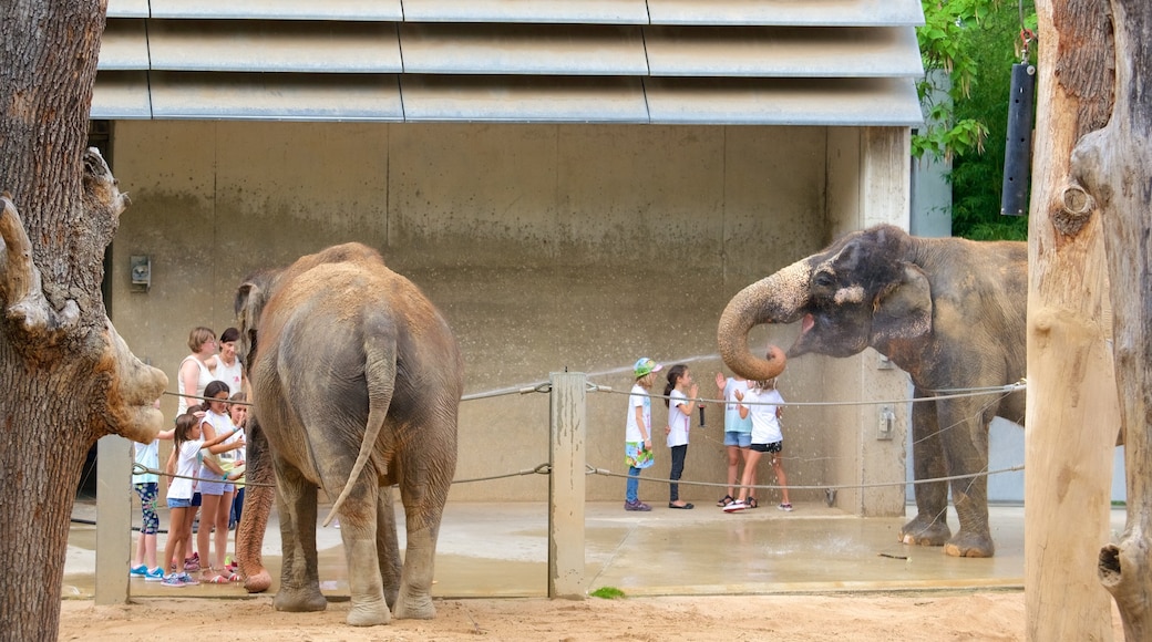 Zoo de Wilhelma mostrando animales terrestres y animales del zoológico y también un gran grupo de personas