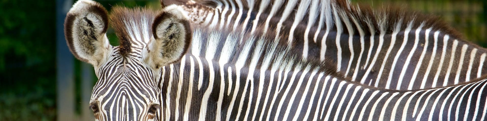 Wilhelma Zoo which includes zoo animals and land animals