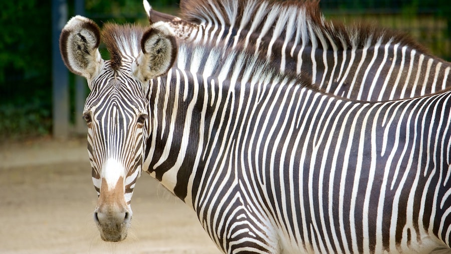 Wilhelma Zoo som visar zoodjur och landdjur