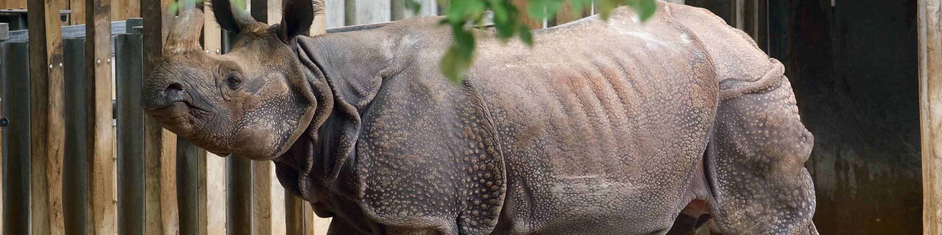 Wilhelma Zoo featuring zoo animals and land animals