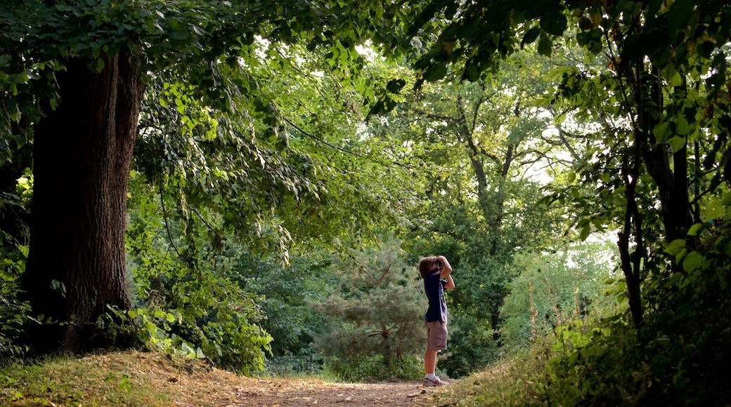 Mont du Château montrant jardin aussi bien que enfant