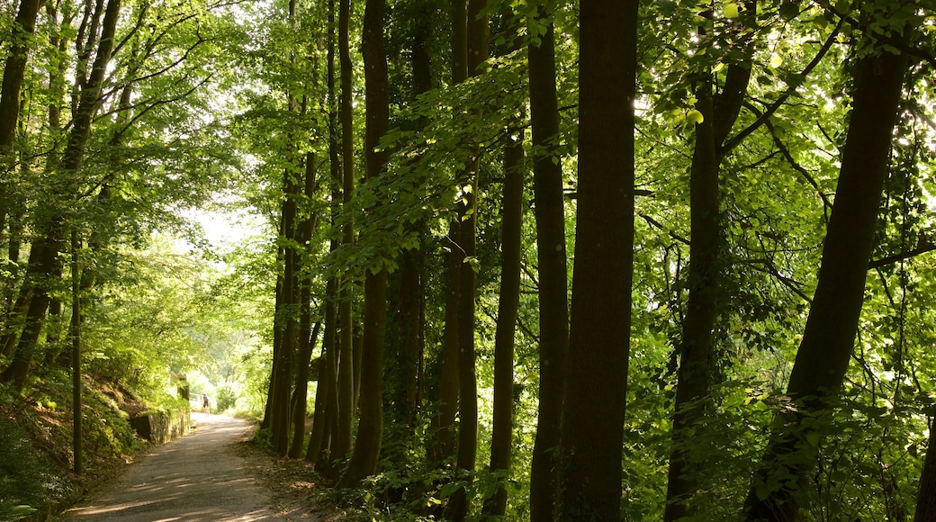 Schlossberg which includes forest scenes