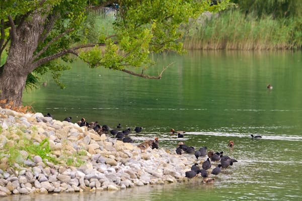 Mainau Island which includes a lake or waterhole and bird life