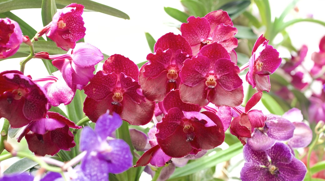 Mainau-ön presenterar blommor