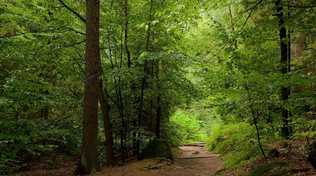 Saxon Switzerland National Park showing forest scenes