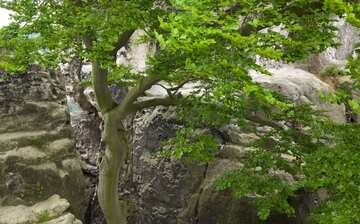 ザクセン スイス国立公園 サクソニー旅行 エクスペディア ザクセン スイス国立公園 サクソニー旅行 エクスペディア