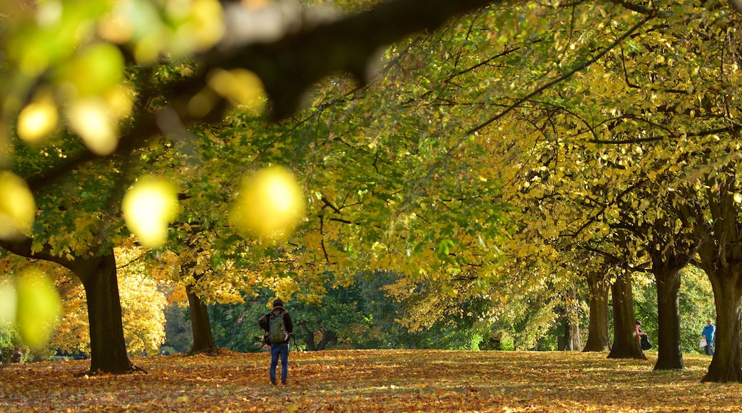 Kensington Gardens which includes autumn leaves and a park as well as an individual male