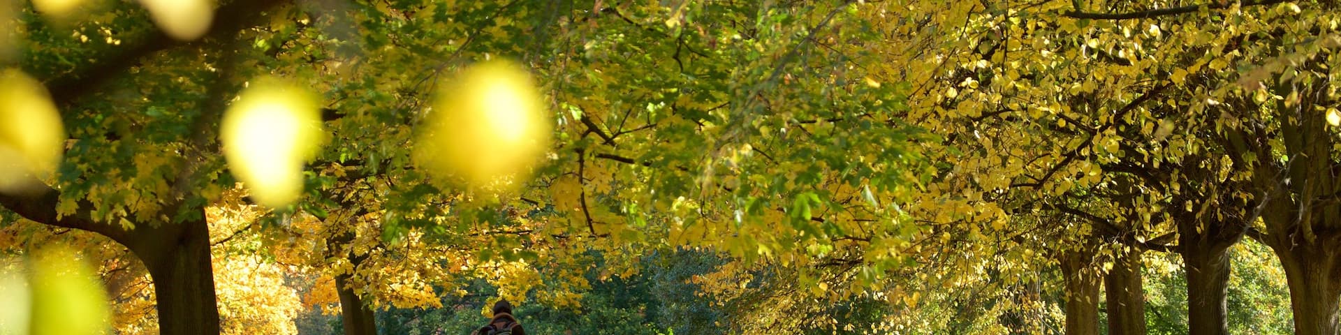 Kensington Gardens featuring fall colors and a garden as well as an individual male