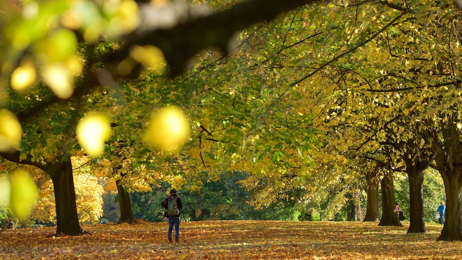 Kensington Gardens mostrando colores de otoño y un parque y también un hombre