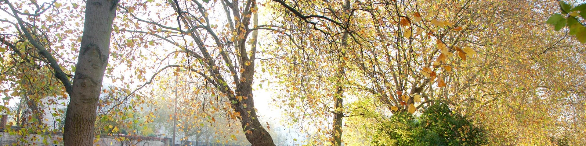 Little Venice showing a park and fall colors