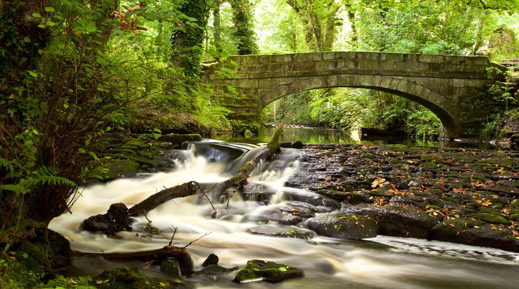Sheffield qui includes pont, scĂšnes forestiĂšres et riviĂšre ou ruisseau
