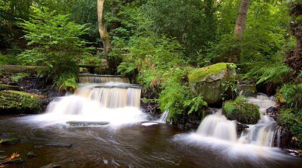 Rivelin Valley Nature Trail inclusief een rivier of beek en bos