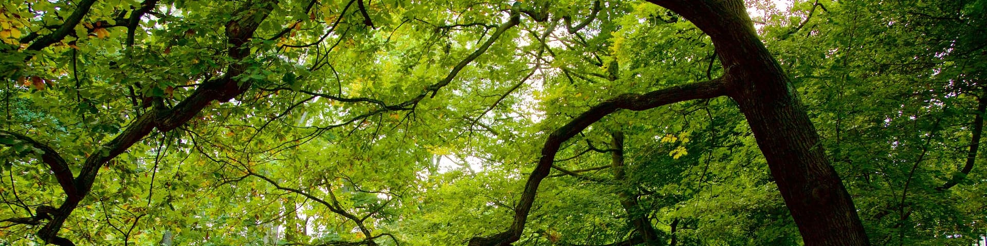 Endcliffe Park welches beinhaltet Fahrradfahren und Garten
