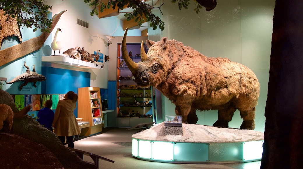 Weston Park Museum showing interior views