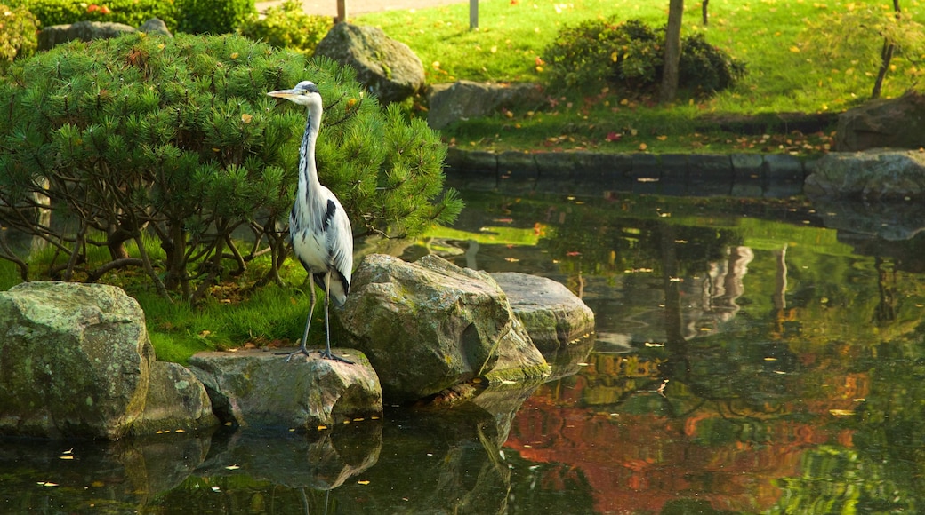 Holland Park som viser park, fugleliv og dam