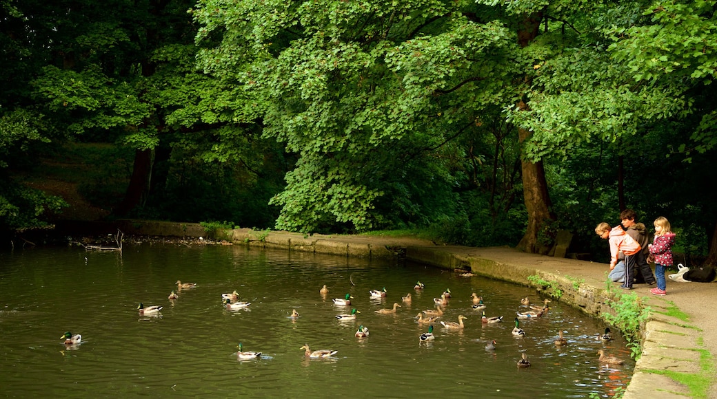 Endcliffe Park showing a garden, a pond and bird life