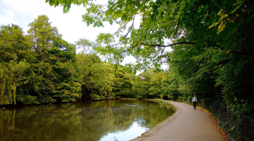 Endcliffe Park showing a pond and a park