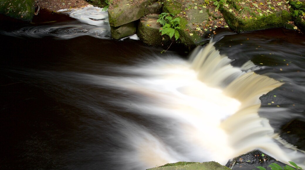 Rivelin Valley Nature Trail inclusief een rivier of beek