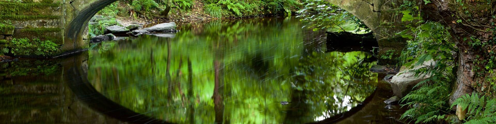 Rivelin Valley Nature Trail showing a garden, a river or creek and a bridge