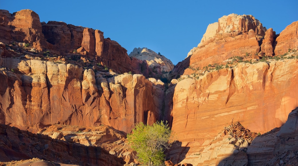 Capitol Reef National Park showing tranquil scenes, desert views and a gorge or canyon