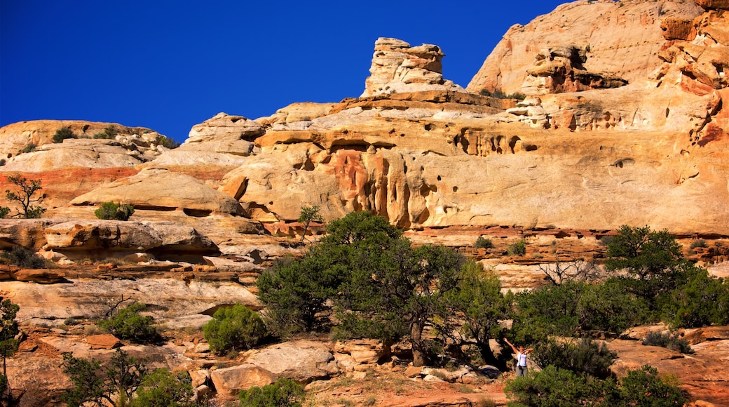 Capitol Reef National Park which includes desert views and tranquil scenes