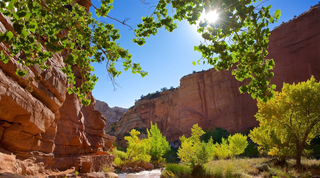 Capitol Reef National Park featuring desert views, a gorge or canyon and tranquil scenes