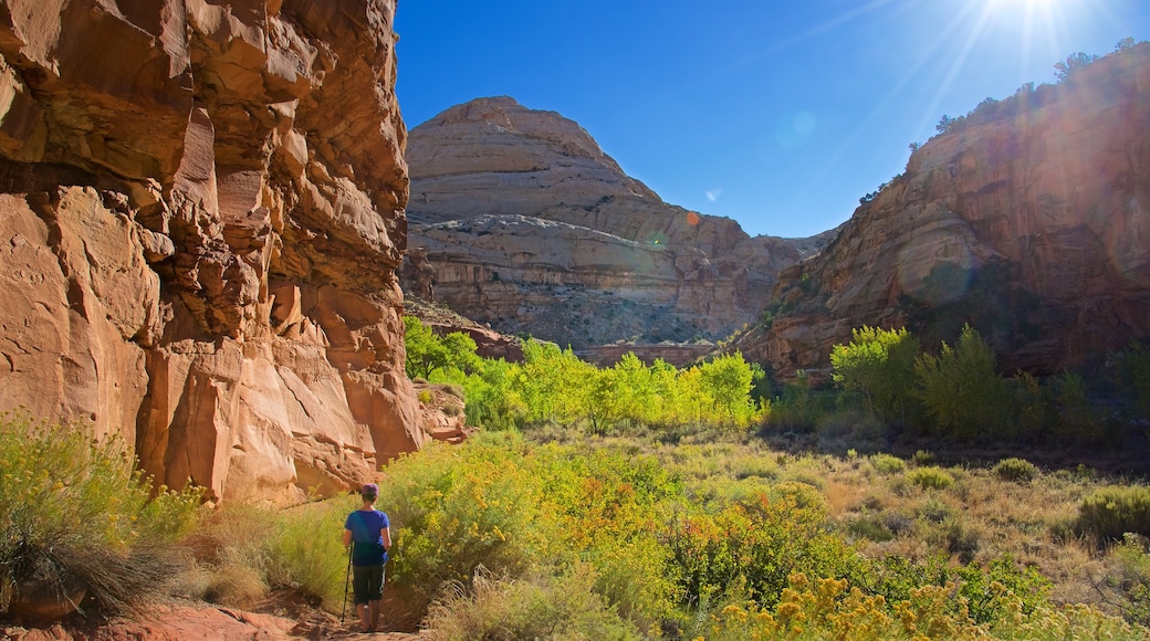 Capitol Reef National Park showing desert views, tranquil scenes and a gorge or canyon