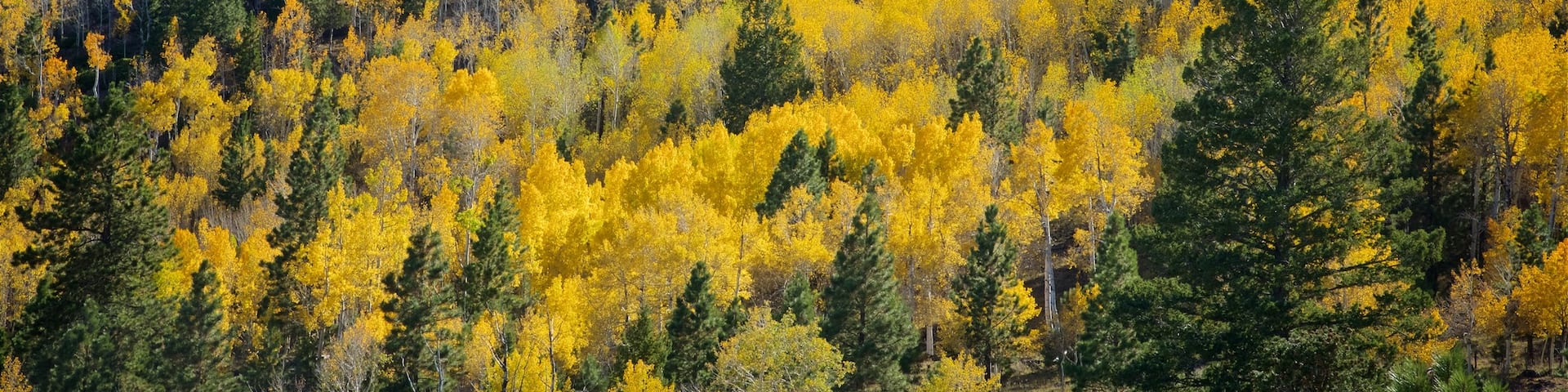 Torrey mit einem Herbstblätter und Wälder