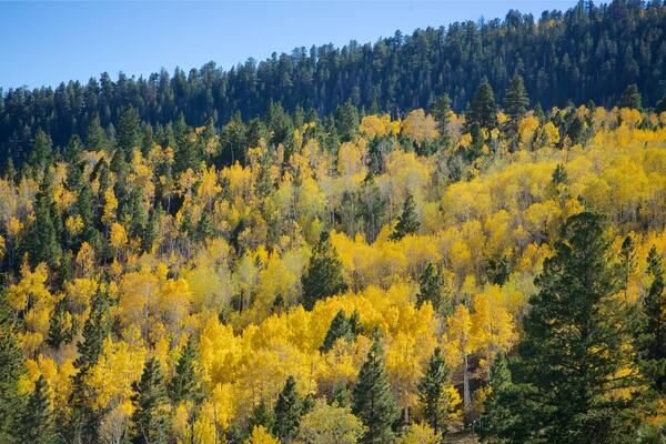 Torrey mit einem Herbstblätter und Wälder