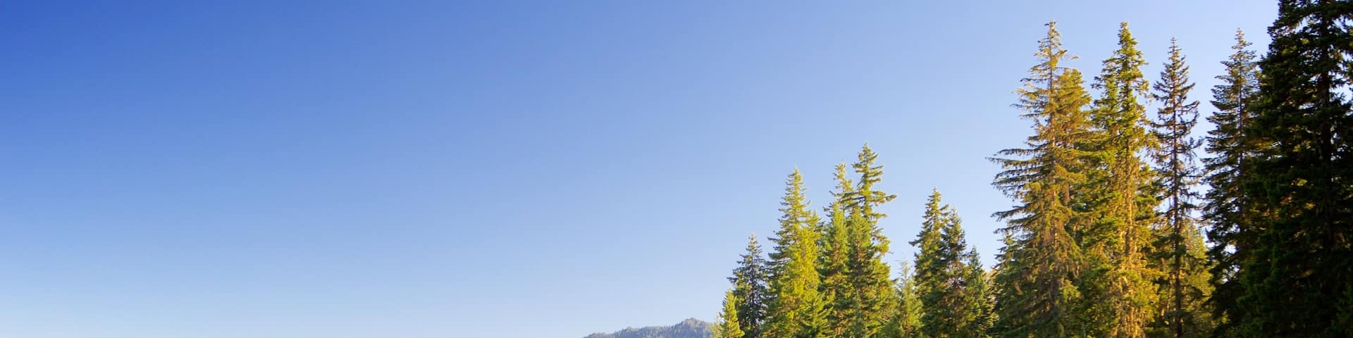 Central Washington showing forests, a lake or waterhole and a sandy beach
