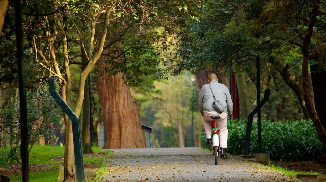 Chapultepec Park which includes cycling and a park as well as an individual male