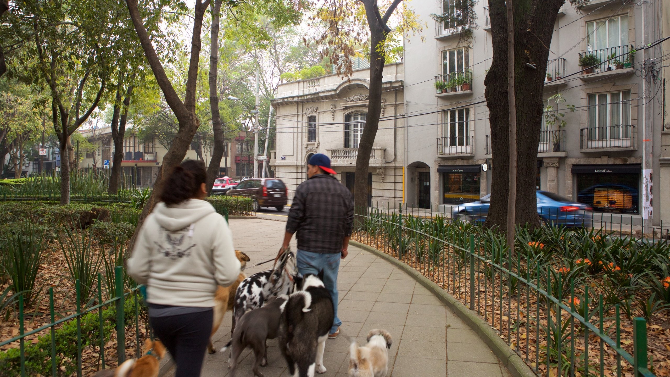 La Condesa showing cuddly or friendly animals and a park as well as a couple