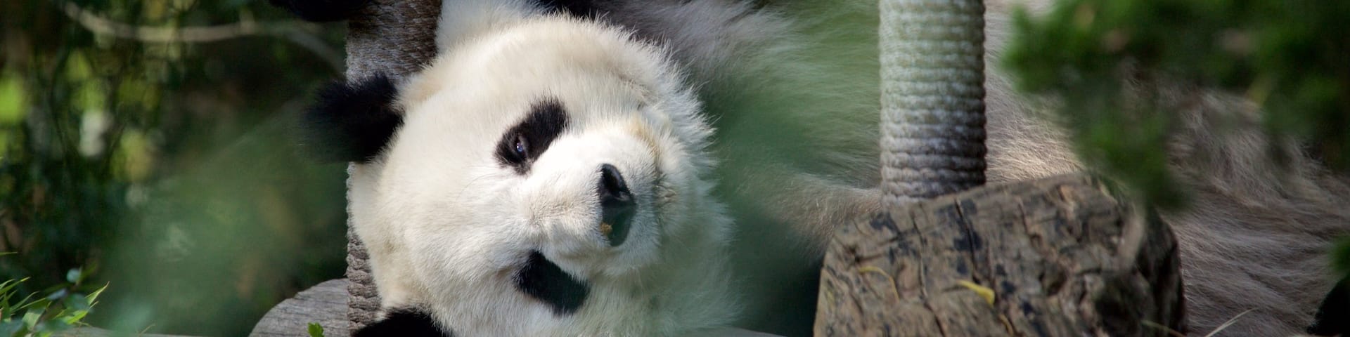 Parque Zoológico de Chapultepec ofreciendo animales terrestres y animales del zoológico