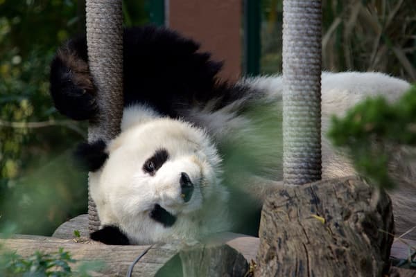 Parc zoologique de Chapultepec mettant en vedette animaux terrestres et animaux de zoo