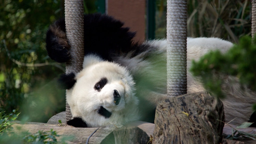 Parque Zoológico de Chapultepec das einen Zootiere und Landtiere