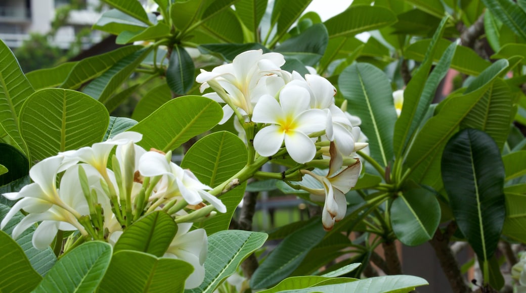 羅馬街植物公園 呈现出 花卉 和 野花