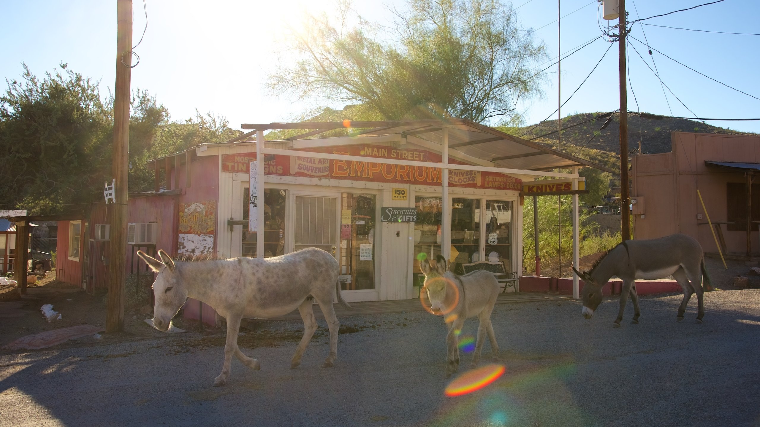 Oatman featuring land animals and street scenes