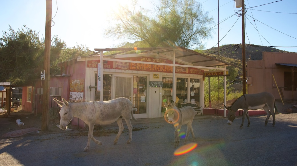 Oatman featuring street scenes and land animals