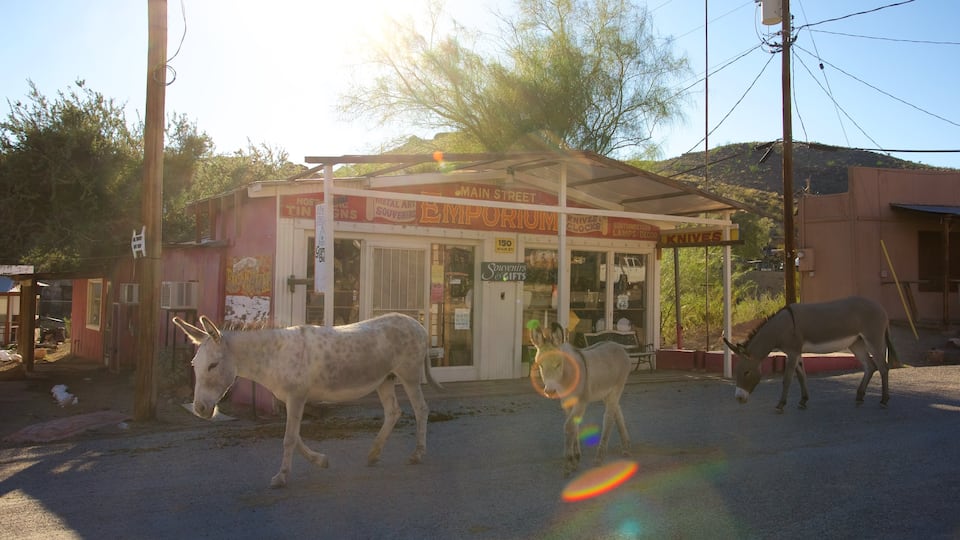Oatman featuring land animals and street scenes