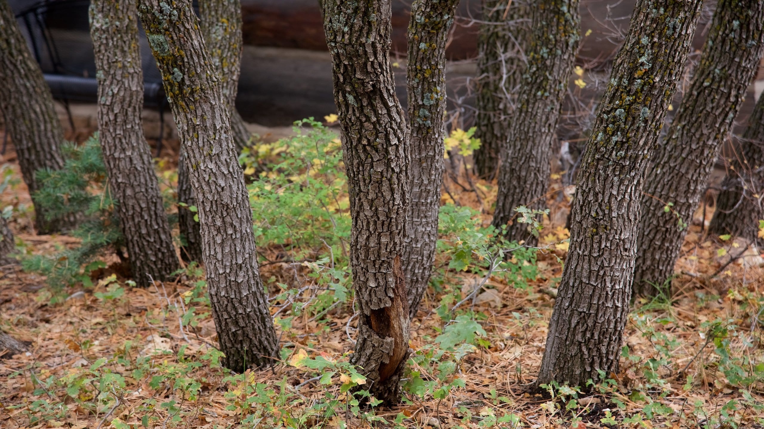 Fredonia, AZ Vacation Rentals house rentals & more Vrbo