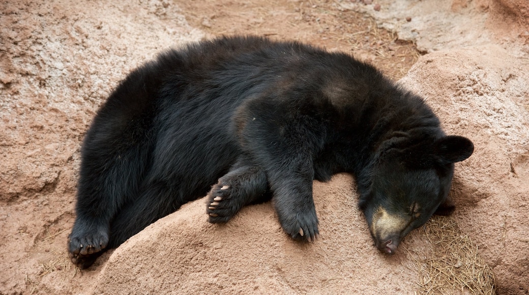 Bearizona 野生動物公園 呈现出 動物園裡的動物 和 危險動物