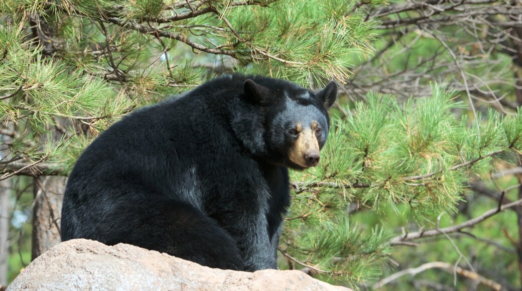 Bearizona ofreciendo animales del zoológico y animales peligrosos