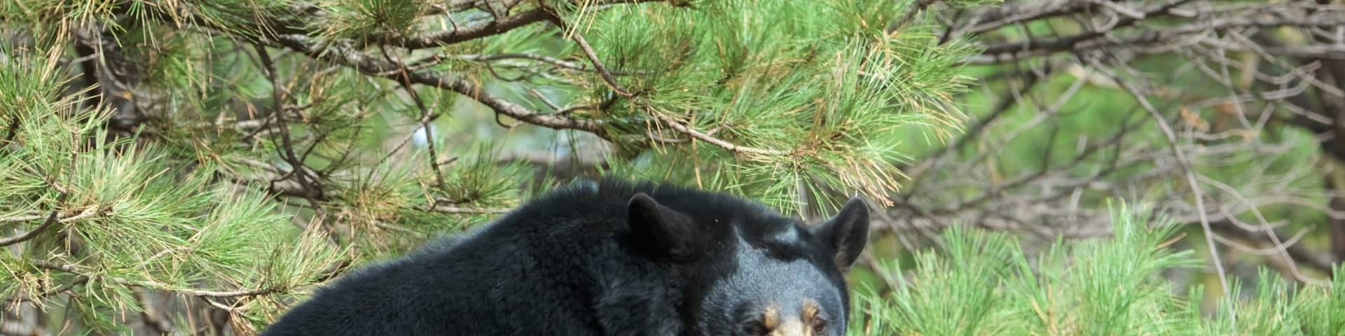 ベアリゾナ 表示 動物園の動物 と 危険な動物